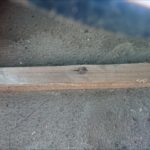瓦をめくって下地の具合を確認