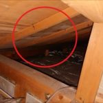 屋根裏から見える野地板も雨水を吸って所々