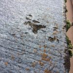 塗膜の傷みで汚れや苔が付着する