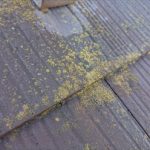 苔が大量に繁殖している