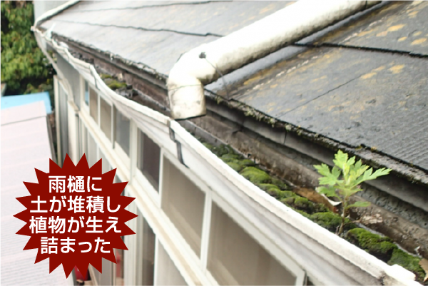 雨樋に土が堆積し植物が生え詰まった