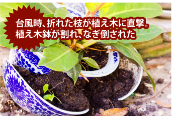 植え木鉢が割れ、なぎ倒された