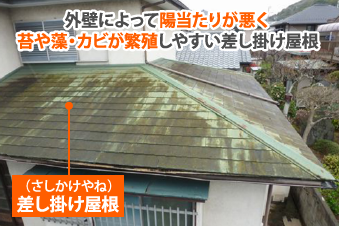外壁によって陽当たりが悪く苔や藻・カビが繁殖しやすい差し掛け屋根