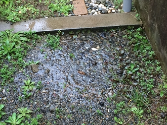 水たまり①