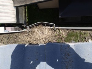雨樋に鳥の巣