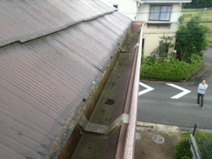 雨樋コケ