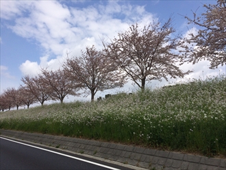 桜並木