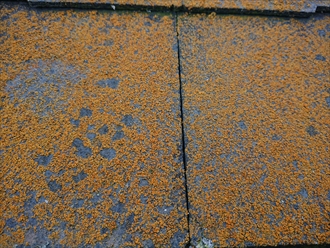 スレート屋根一面に覆われた経年の汚れ