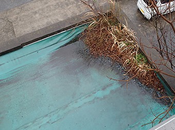 防水危険信号：植物の繁殖