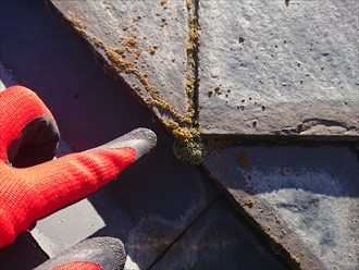 苔などは塗装するときの高圧洗浄で落とせる事がほとんどですが、雨水を吸ってしまい傷みが出ている屋根材を元に戻すような効果はありません