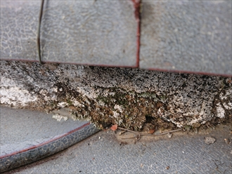 隅棟も含め確認すると漆喰が剥がれている箇所が多く、建物内へ雨水が入り込む余地があります