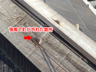 平塚市田村　台風で飛散した棟板金の貫板には釘が外れた箇所が破損している