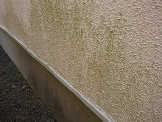 他には苔や藻が繁殖している箇所はありません