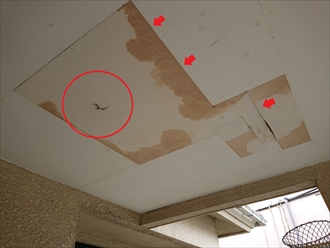天井材からの雨漏り