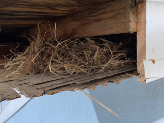 軒天に作られた鳥の巣