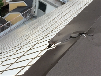 葉山町下山口のマンション屋上にある、板金の笠木が風により破損しました