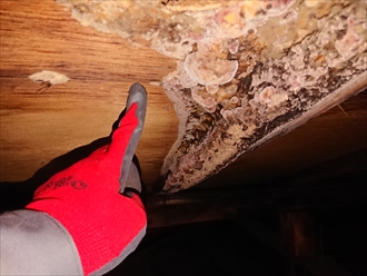 横浜市旭区川井本町にて築30年以上経過し雨漏りに悩んでいるお住まいの屋根点検調査、腐食が酷く屋根裏には木材腐朽菌が繁殖しておりました
