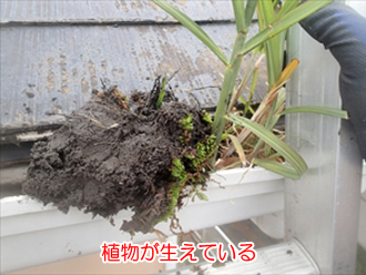 詰まった雨樋に生えた植物