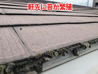 スレート屋根の軒先に苔が繁殖