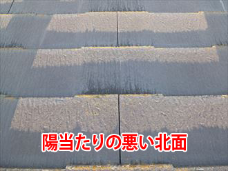 日当たりの悪い北側で苔が繁殖