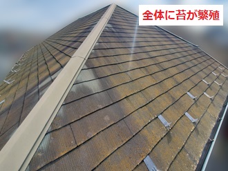 屋根に広がった苔