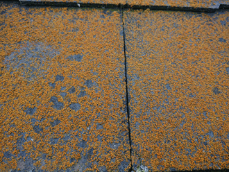 黄色い苔に覆われているコロニアルネオが使用された屋根