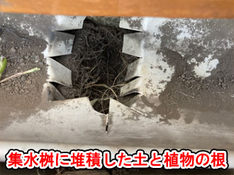 集水桝に堆積した土に植物が根を張った様子