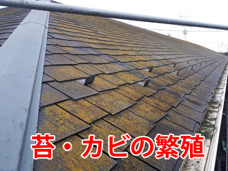 苔・カビの繁殖