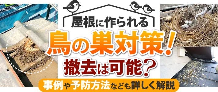 屋根に作られる鳥の巣対策！撤去は可能？