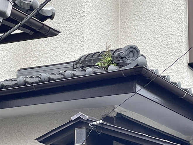 瓦屋根から生えた草