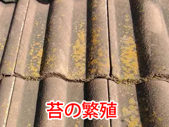 苔の繁殖
