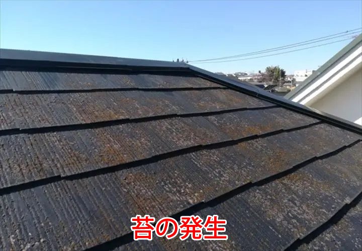 苔の発生