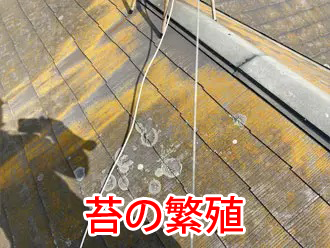 スレート屋根の苔の繁殖