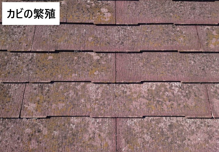 スレート屋根にカビが繁殖している様子
