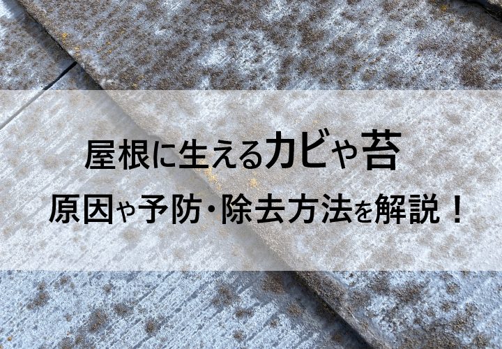 屋根に生えるカビや苔の対策完全ガイド：原因から予防・除去方法まで徹底解説！