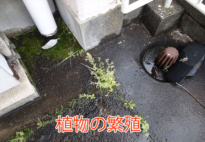 植物の繁殖