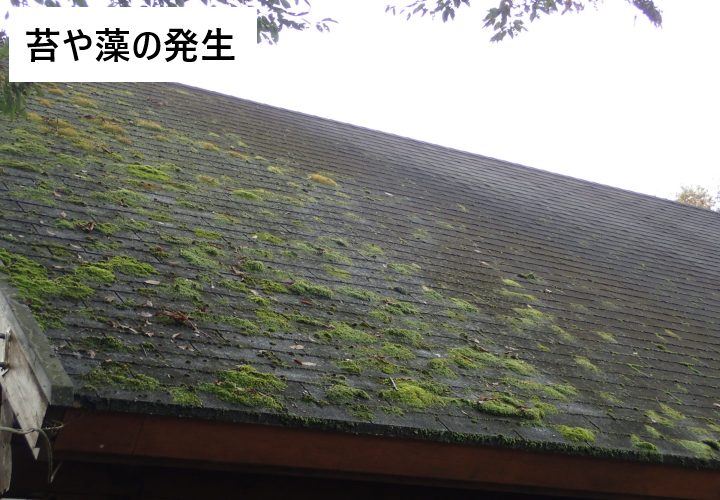 スレート屋根に苔・藻が繁殖している様子