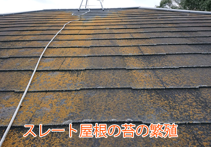 スレート屋根の苔の繁殖