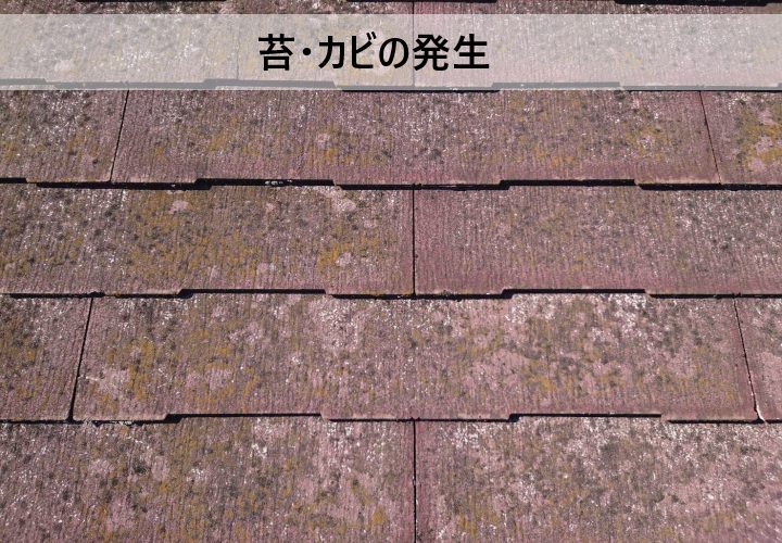 苔・カビの発生