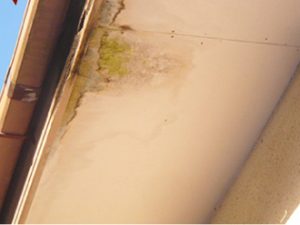 軒天に繁殖した苔