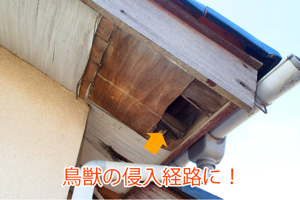 軒天の隙間は鳥獣の侵入経路になる！