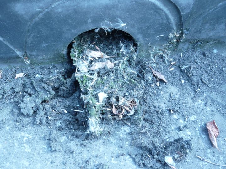 土や草、ゴミが詰まった排水ドレン