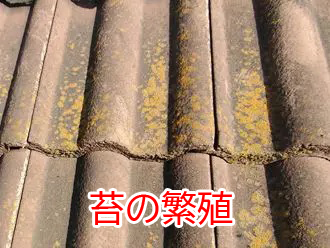 苔の繁殖