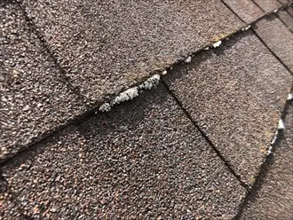 アスファルトシングル屋根の苔の繁殖