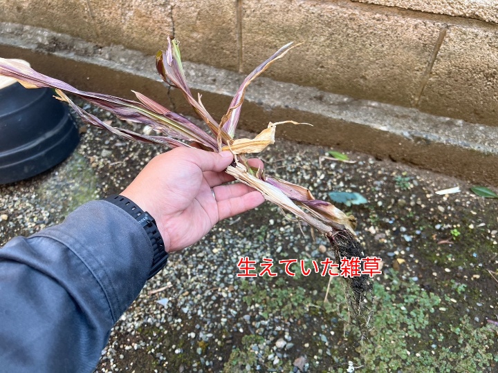 雑草