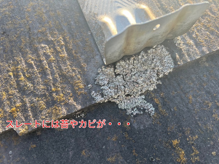 苔やカビ