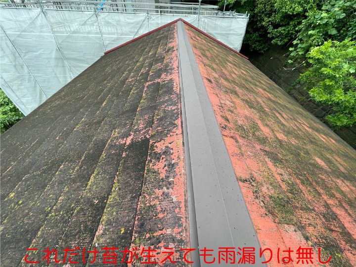これだけ苔が生えても雨漏りは無し