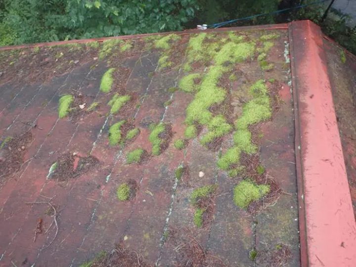 苔が繁殖したスレート屋根
