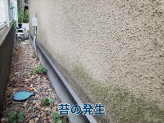 苔の発生