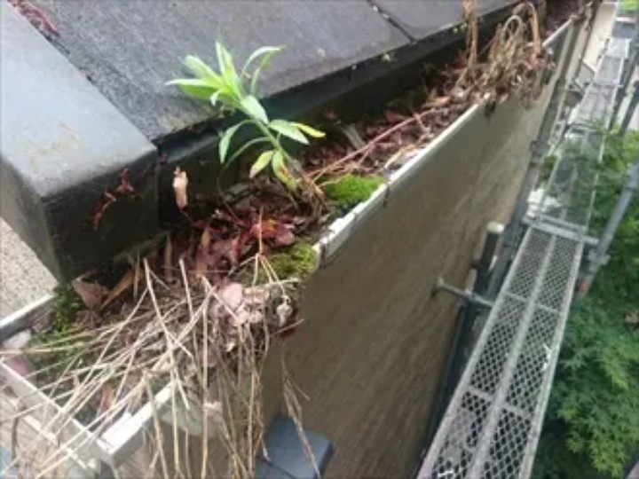 端から端まで葉が詰まり腐葉土になった雨樋の状態